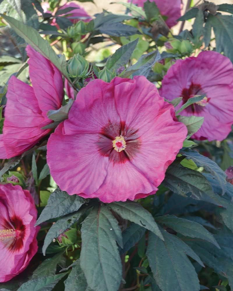 Heirloom Non-GMO Hibiscus Moscheutos Flower Seeds for Planting – Perennial Blooms - Non-GMO for planting in home garden